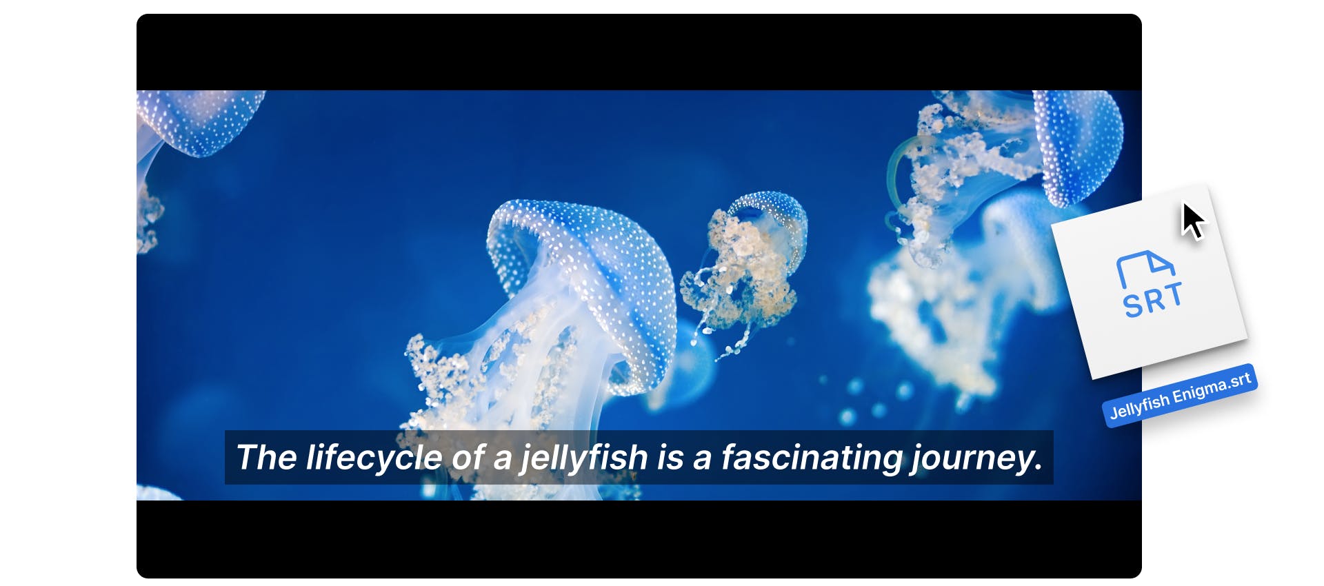 image of jellyfish with subtitles at the bottom generated from SRT file